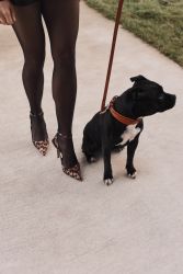 Staffordshire Bull Terrier štěňata