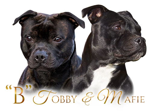 Staffordšírský bulteriér vrh B Farista Almas