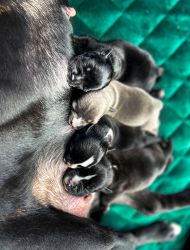 Staffordshire Bull Terrier štěňata