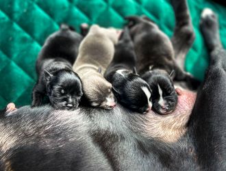 Staffordshire Bull Terrier štěňata