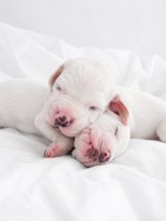 English pointer puppy