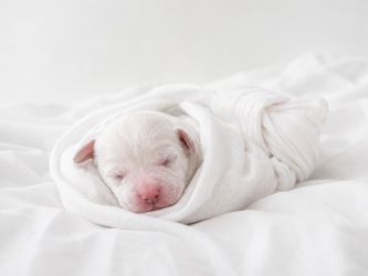 English pointer puppy