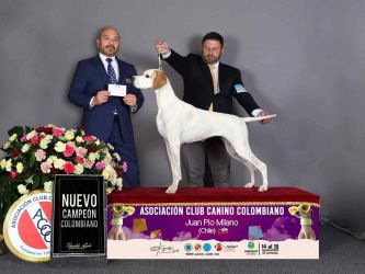 English pointer