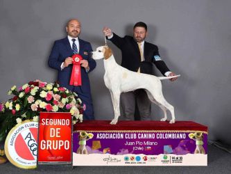 English pointer