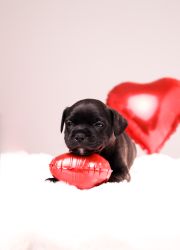 Staffordshire Bull Terrier štěňata