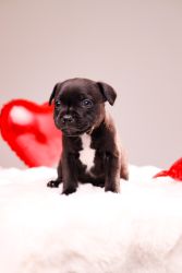 Staffordshire Bull Terrier štěňata