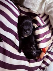 Staffordshire Bull Terrier štěňata